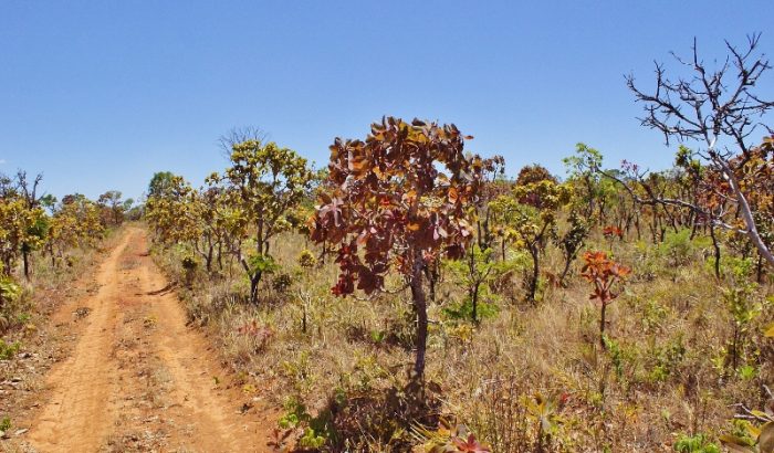 Parque Nacional de Brasília inaugura trilha de 45 km em percurso que integra o “Caminho dos Goyazes/Trilha Missão Cruls”.